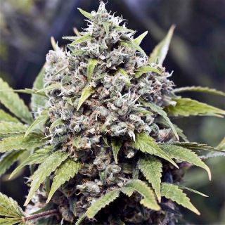 PAK4 - Pure AK -  4 u. fem. Female Seeds