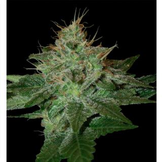 PA6 - Pure Afghan  6 u. reg. DNA Genetics