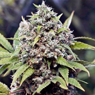 Pure Ak - 10 u. fem. Female Seeds