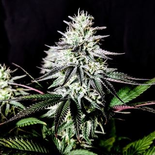Pure Ice-Cream 1 u. fem Pure Instinto