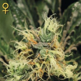 9476 - Pure Kush  1 u. fem. Green House