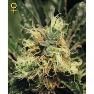 PK3F - Pure Kush  3 u. fem. Green House