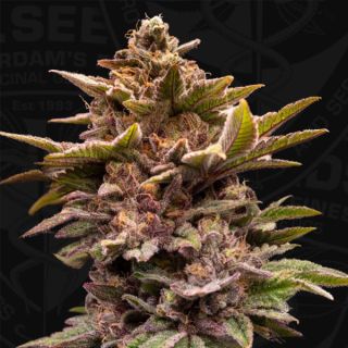 25747 - Pure Lemon Cherry  6+1 u. fem. 420 Limited Pack T.H. Seeds