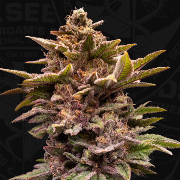 Pure Lemon Cherry  6+1 u. fem. 420 Limited Pack T.H. Seeds Pure Lemon Cherry  6+1 u. fem. 420 Limited Pack T.H. Seeds