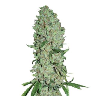 Pure Power Plant  5 u. fem. Nirvana