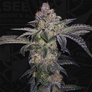 20635 - Pure Runtzy   5 u. fem. 710 Limited Pack T.H. Seeds