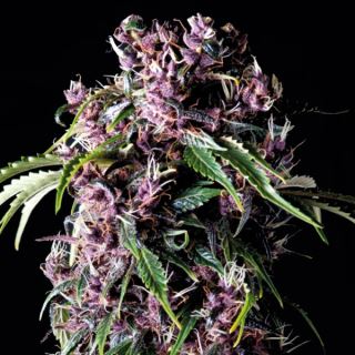 8025 - Purple  1 u. blister x  12 u. fem. Pyramid Seeds