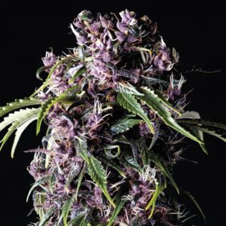 Purple  3 u. fem. Pyramid Seeds