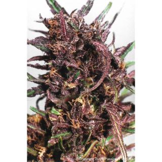 D2261 - Purple #1 -  5 u. fem. Dutch Passion