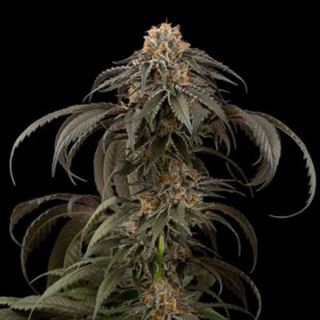 4850 - Purple Afghan Kush  3 u. fem. Dinafem