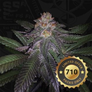 16354 - Purple Banana Cream  2 u. fem. 710 Limited Pack T.H. Seeds.