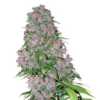 PB3W - Purple Bud  3 u. fem. White Label