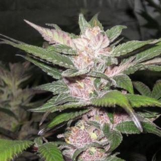 4830 - Purple Chem 6 u. fem. The Cali Connection