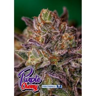 17205 - Purple Cherry 5 u. fem. Positronics Seeds