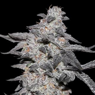 20255 - Purple Cherry Popper 3 ud. fem Elev8 Seeds