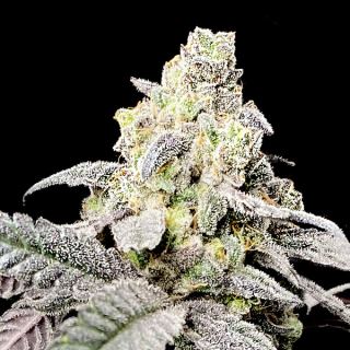 Purple Cherry Ripple 3 ud. fem Elev8 Seeds