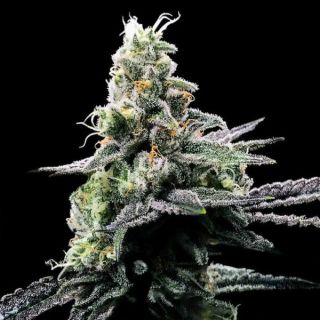 27776 - Purple Chocolope  5 u. fem. DNA Genetics