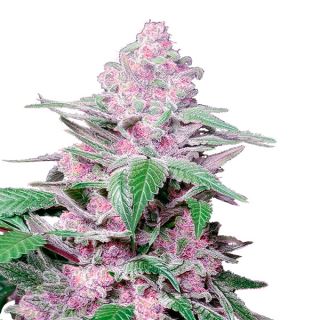 Purple Cookie Kush  3 u. fem. Sensi Seeds Research