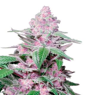 Purple Cookie Kush 10 u. fem. Sensi Seeds Research