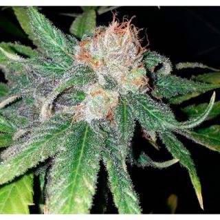 Purple Crack 6 u. fem. The Cali Connection