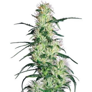 2754 - Purple Haze   5 u. fem. White Label