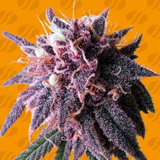 27501 - Purple Haze  1 u. fem. Original Sensible