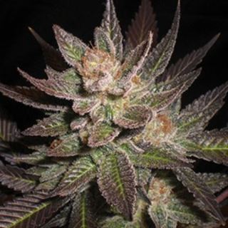 15733 - Purple Haze 5u. G13 Labs