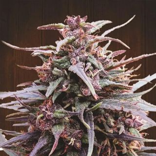 26288 - Purple Haze x Malawi   5 u. Regular Ace Seeds