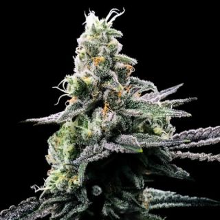 25812 - Purple Kosher  3 u. fem. DNA Genetics