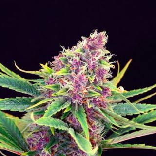 11208 - Purple Kush   1 u. fem. Kannabia Seeds