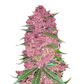 11106 - Purple Lemonade Auto  1 u. fem. FastBuds Seeds