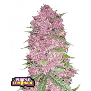 27015 - Purple Lemonade Auto RF3 -  5 u. fem. FastBuds Seeds