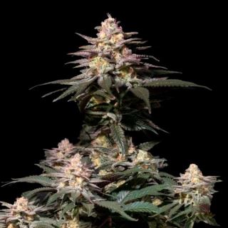 18312 - Purple Lemonade Fast Flowering  1 u. fem. FastBuds Seeds