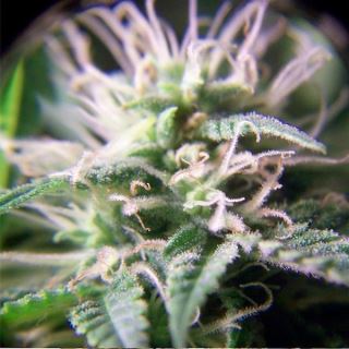 PM4F - Purple Maroc  4 u. fem. Female Seeds