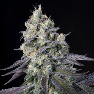 Purple Mints  3 u. fem. Paradise Seeds