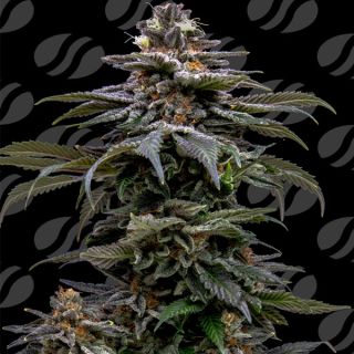 Purple Overload  1 u. fem. Original Sensible