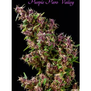 PPV3 - Purple Paro Valley 3 sem. fem. Mandala Seeds