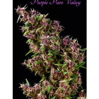 Purple Paro Valley 3 sem. fem. Mandala Seeds