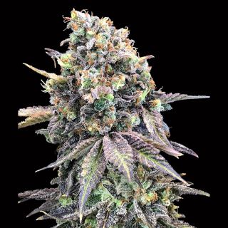 27387 - Purple Punch   1 u. fem. 00 Seeds