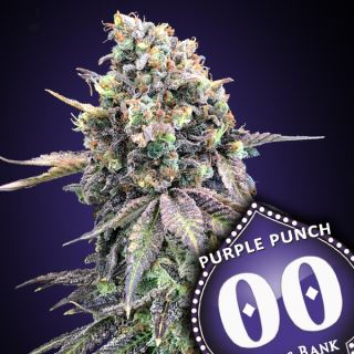Purple Punch 100 u. fem. 00 Seeds