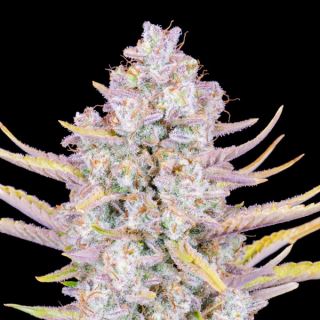 Purple Punch Auto  1 u. fem. FastBuds Seeds