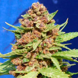 Purple Punch Cookies  1 u. fem. Original Sensible