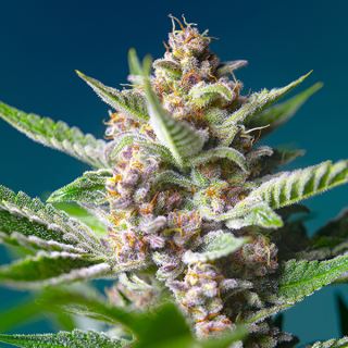 Purple Punch OG   3+1 u. fem. Sweet Seeds