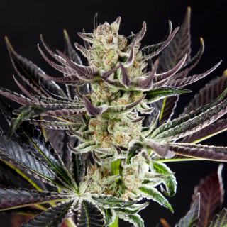 Purple Punch x Do-Si-Dos 3 u fem Philosopher