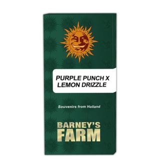 Purple Punch x Lemon Drizzle  10 u. fem. Barney's