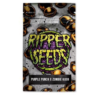15591 - Purple Punch x Zombie Kush 3 u. fem. Ed. Lim. Ripper Seeds
