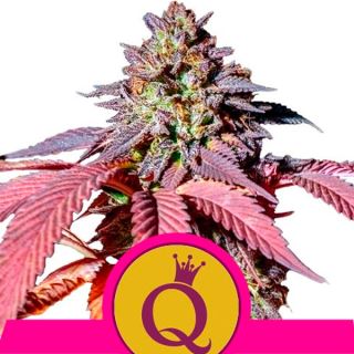 9584 - Purple Queen  1 u. fem. Royal Queen