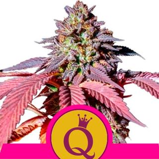 9587 - Purple Queen 10 u. fem. Royal Queen