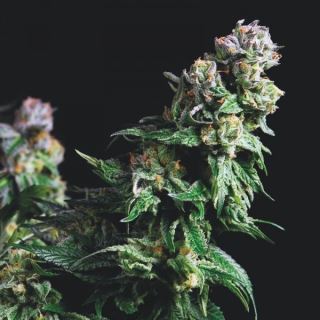 10770 - Purple Urkle   3 u. fem. Pyramid Seeds