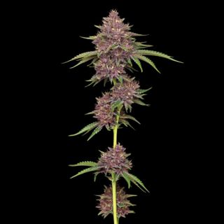 24955 - Purpz Feminized 5 u. fem Humbold Seeds Company